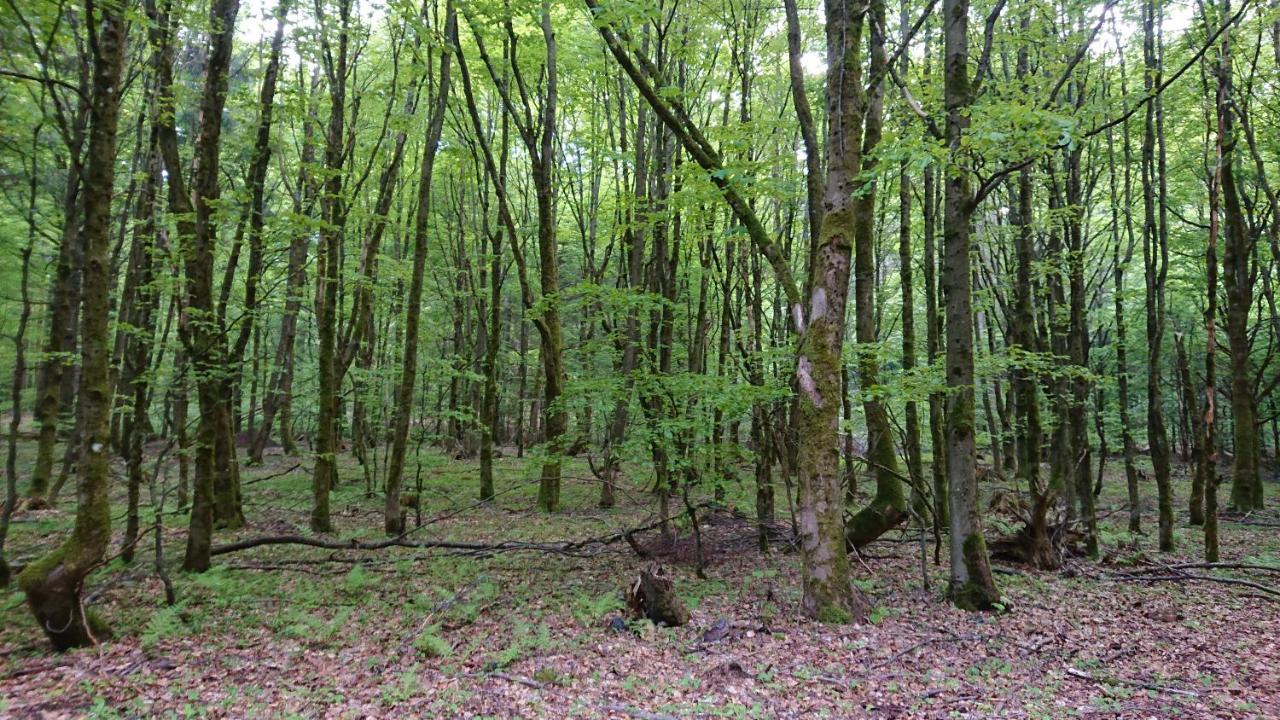 Haus Hasenmüller Daire Schmiedefeld am Rennsteig Dış mekan fotoğraf